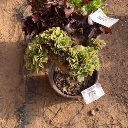 栀***开855，773，绿羊绒，欧紫缀