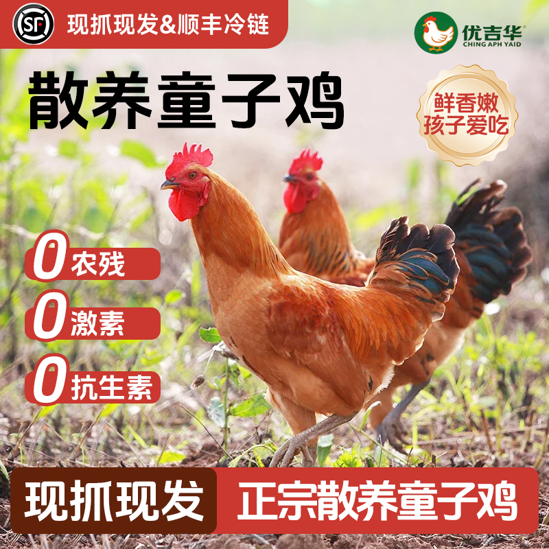 散养童子鸡生鲜新鲜现抓现杀 包冰率不含冰 包冰率不含冰