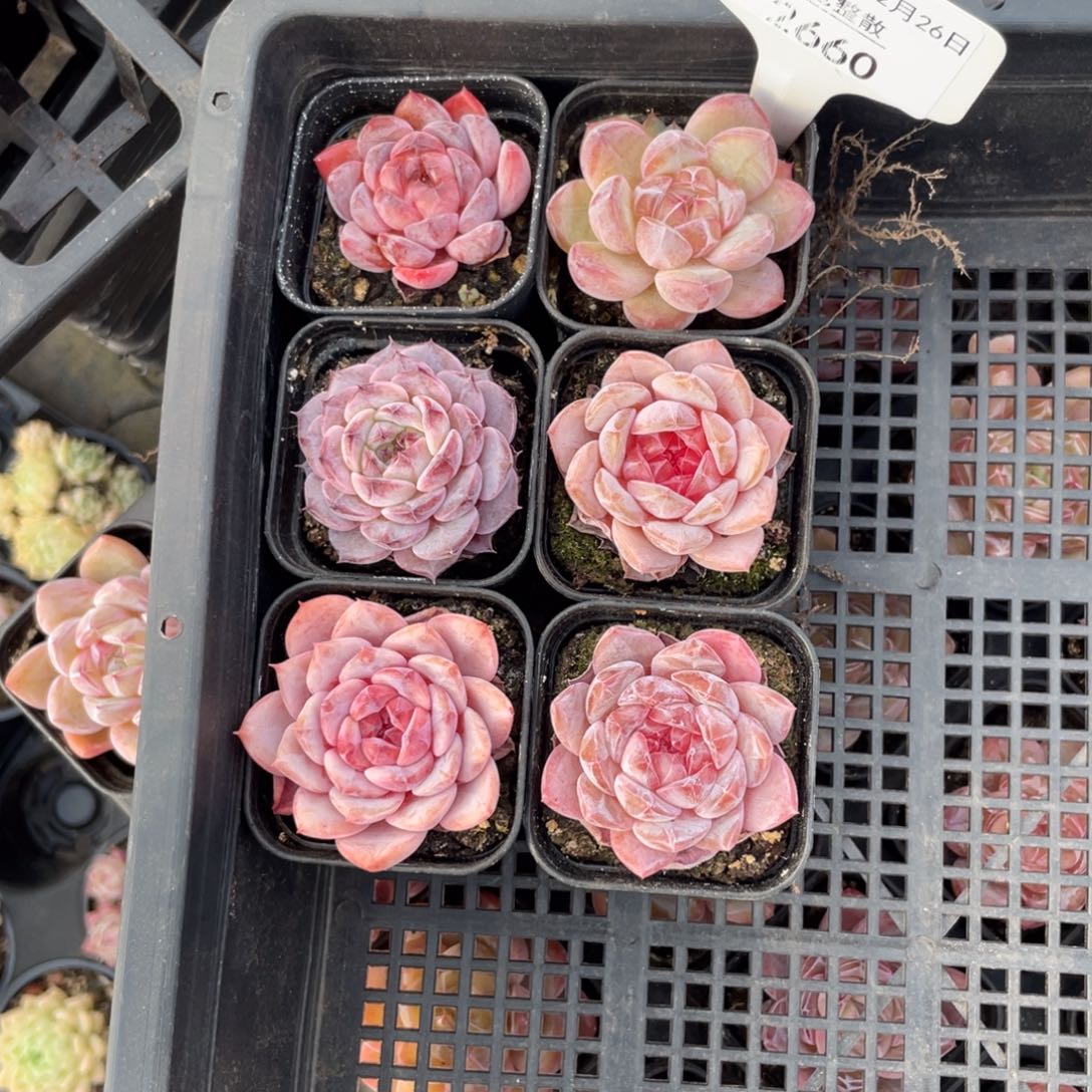 不包整散 盆子不售后2660