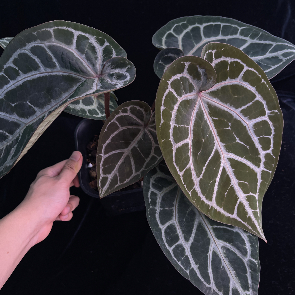 热植花烛/NSE红水晶