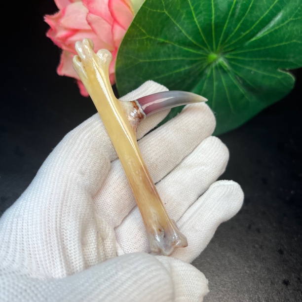 沉醉骨艺鸡爪骨炫彩单只
