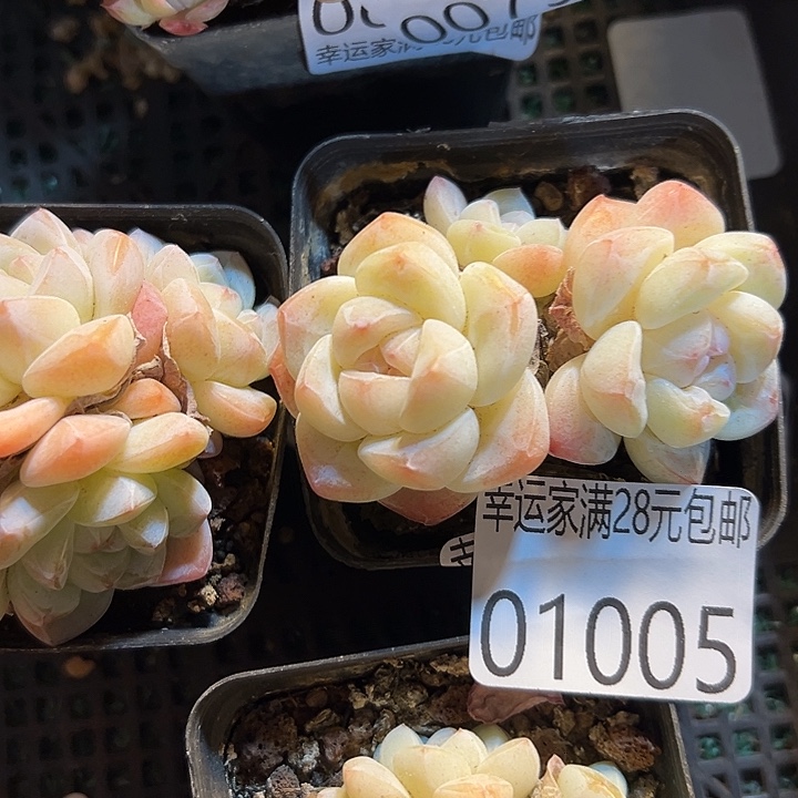 幸运的是我还没遇到