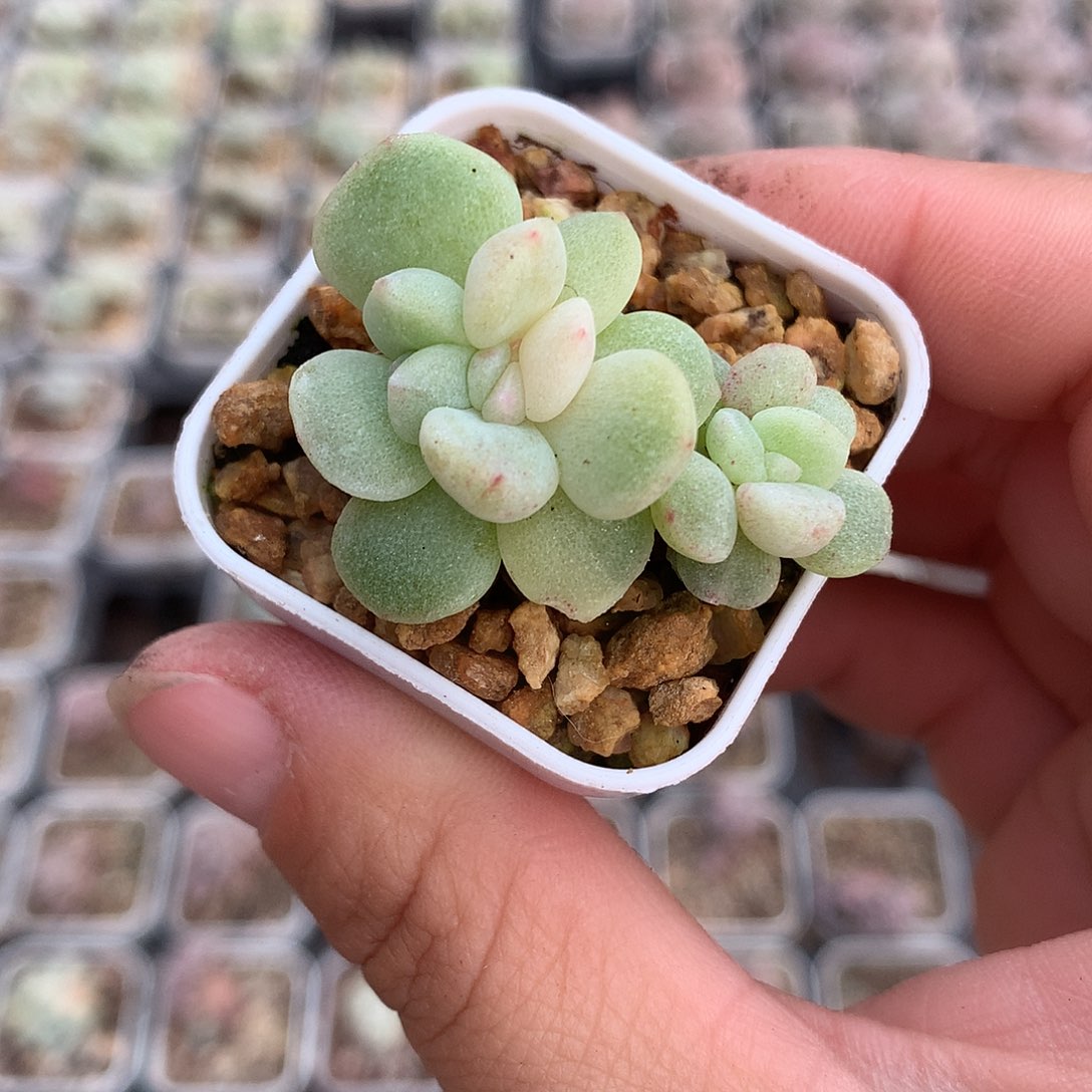 多肉植物一物一拍
