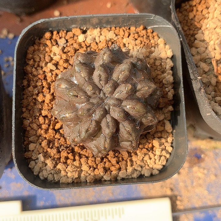 实生豹头仙人球专拍链接