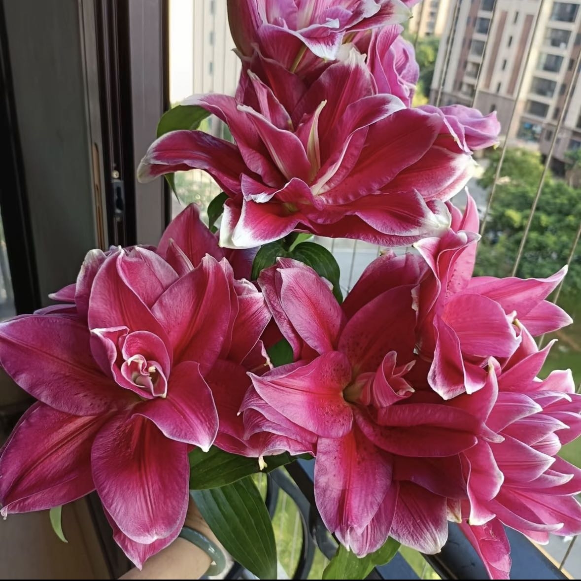 【马诺斯卡】16/18周长耐寒好养重瓣香水百合种球阳台庭院种