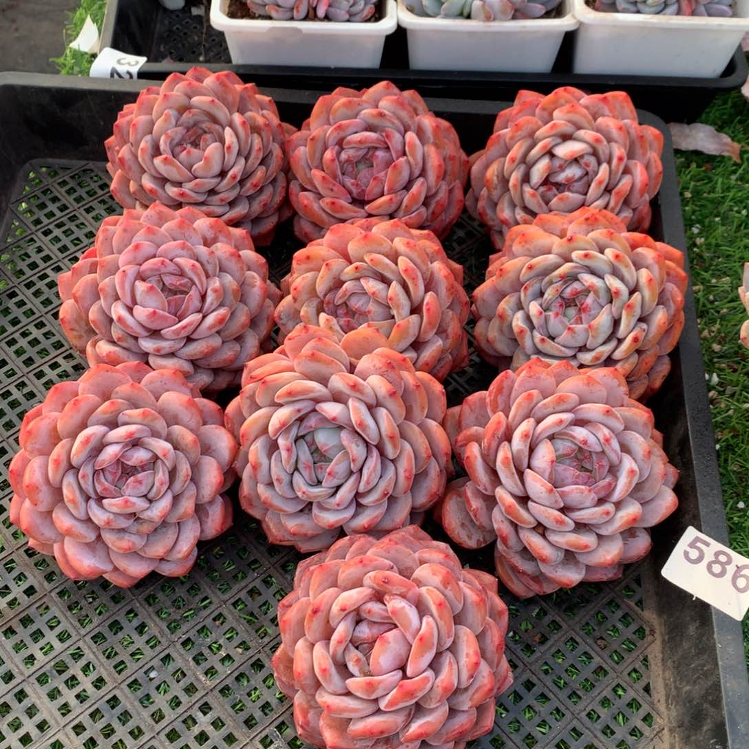 586橙子多肉植物