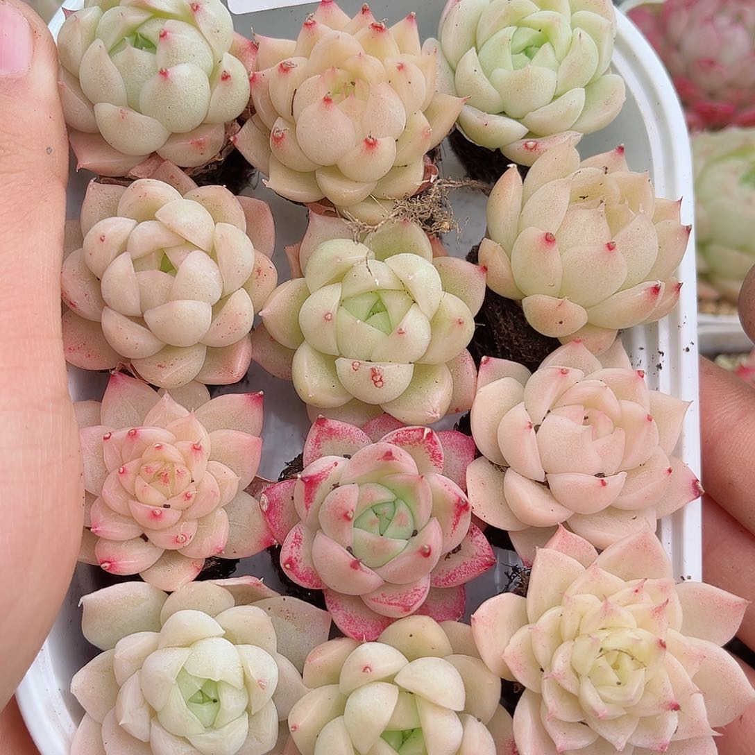 1-569 新疆西藏内蒙不发12.8包邮2-3公分多肉