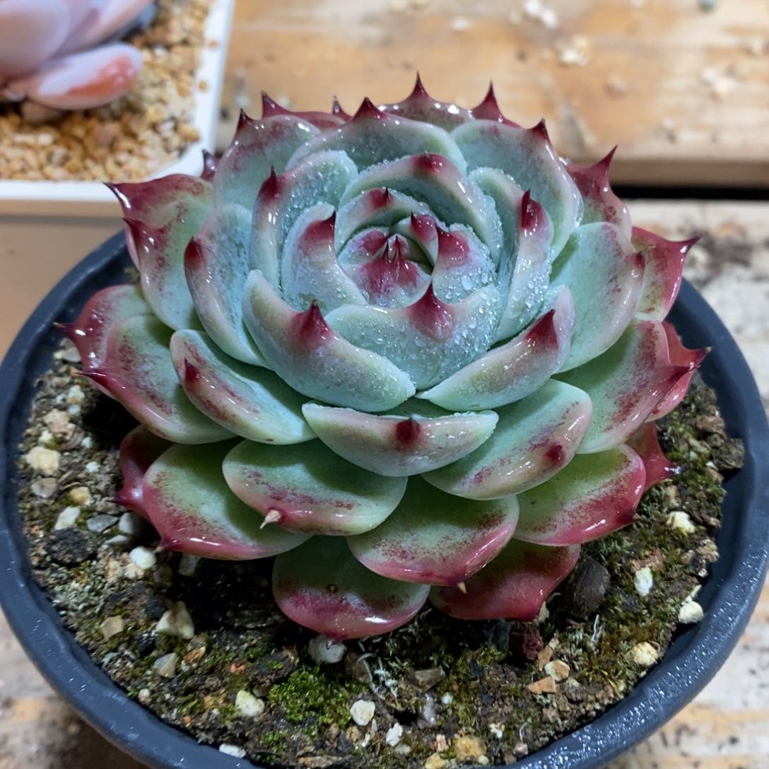 自助下单一物一拍多肉_过年可寄养问主播