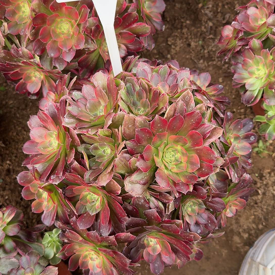 4502安娜多肉法师多肉