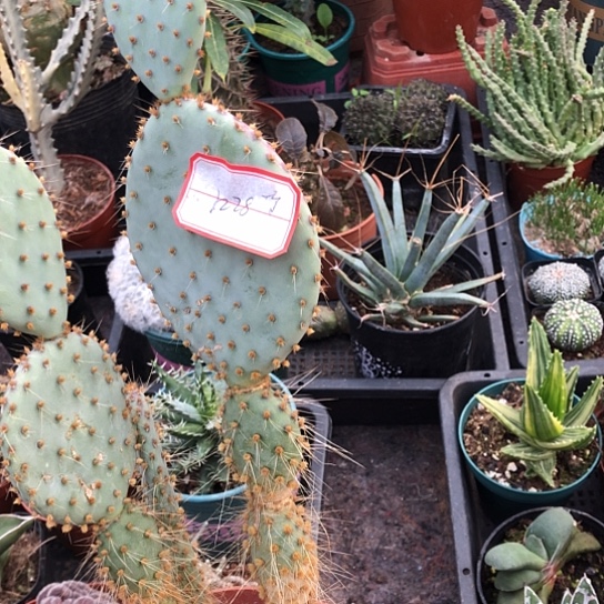 微***米无花朵1228裸根发货