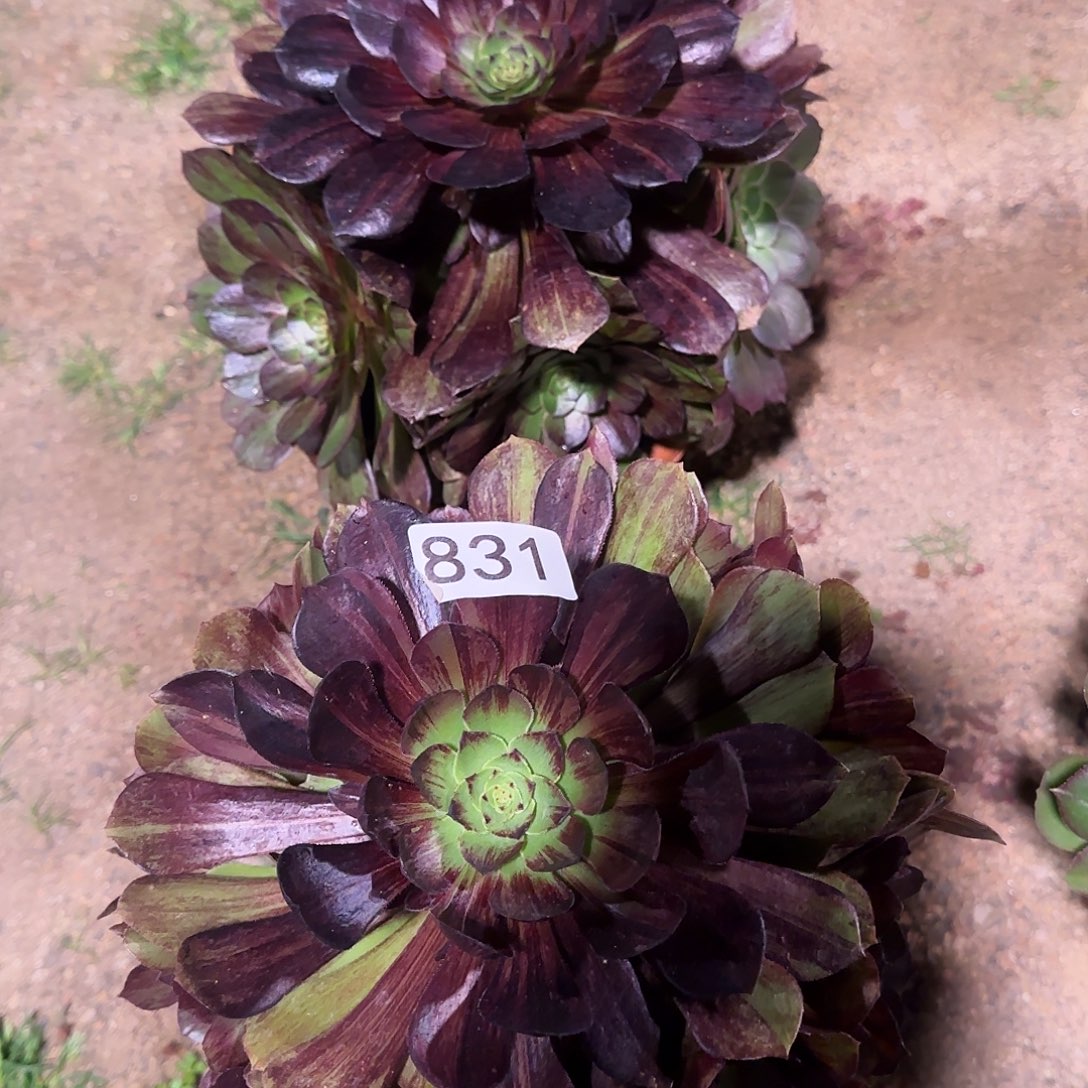 多肉植物福利2棵831