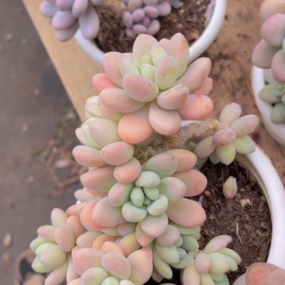 【闪购商品】香水洛神07198