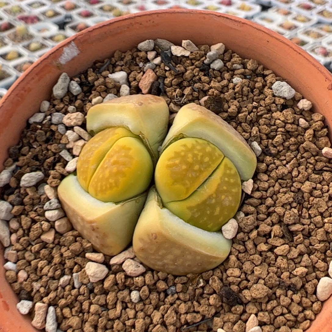 多肉植物百科258