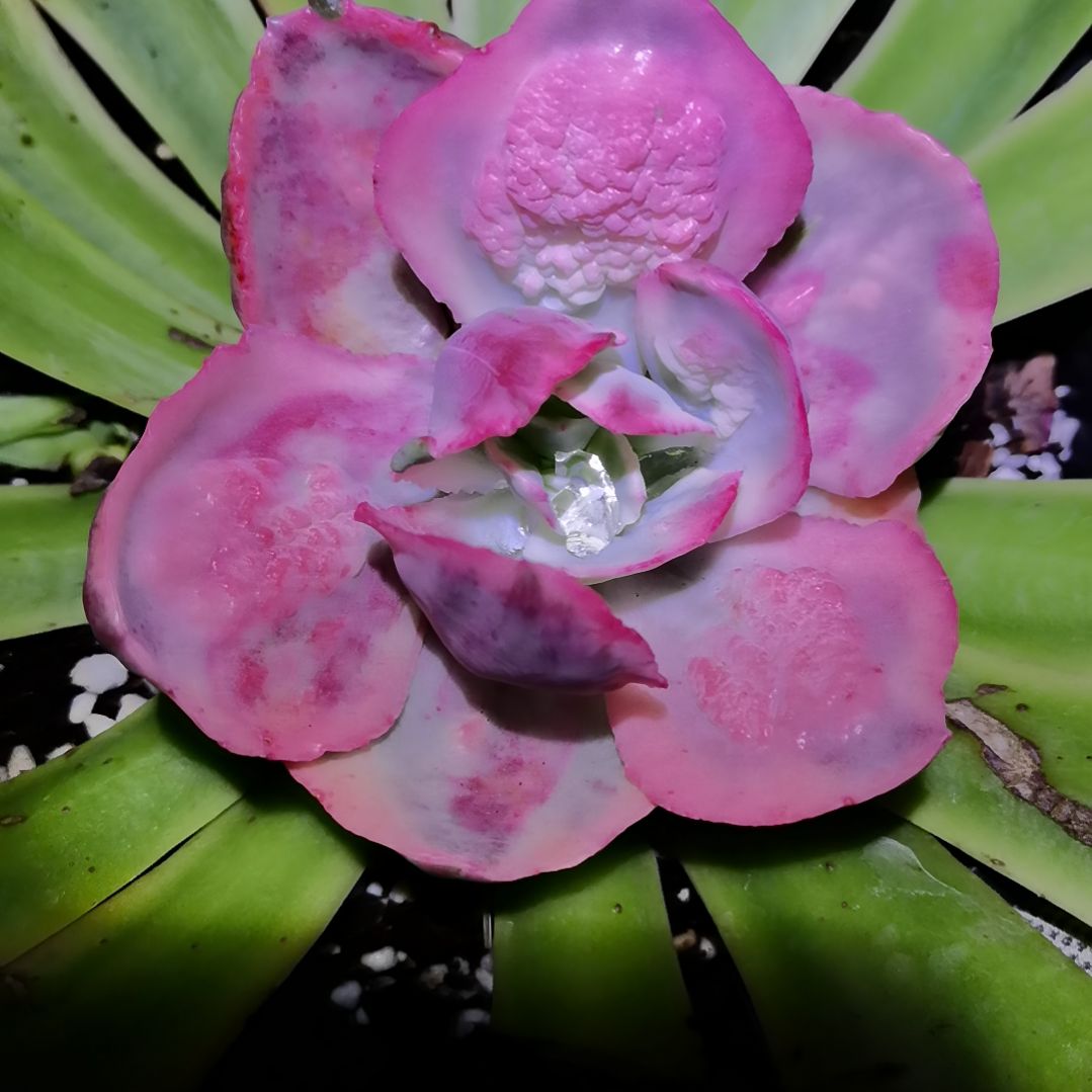 狂野男爵超白主头头盖2月底砍