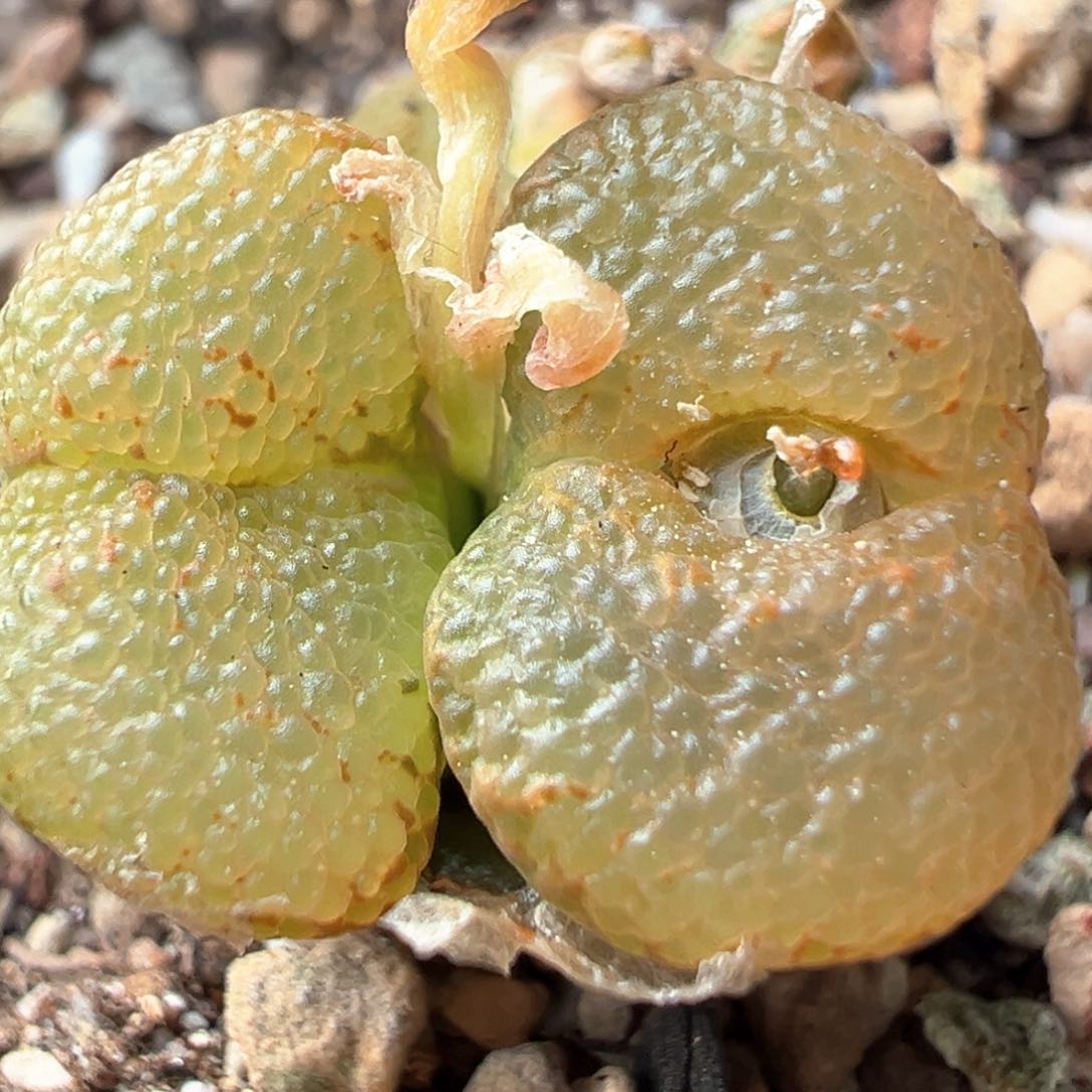 多肉双头优选泡泡勋章一棵