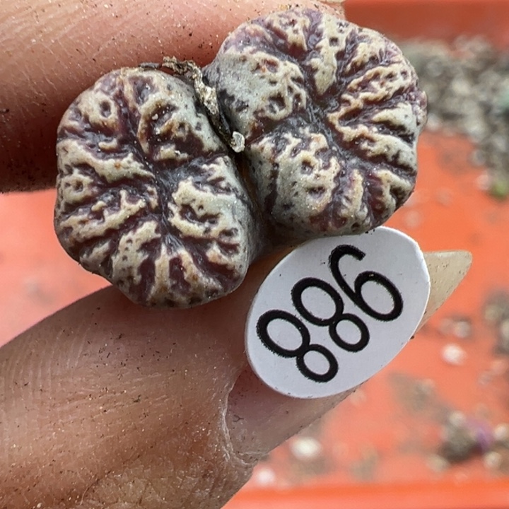 998好11111 满30包邮