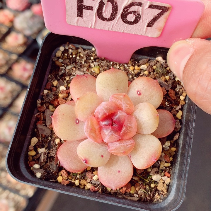 红色恋人5.5cm多肉