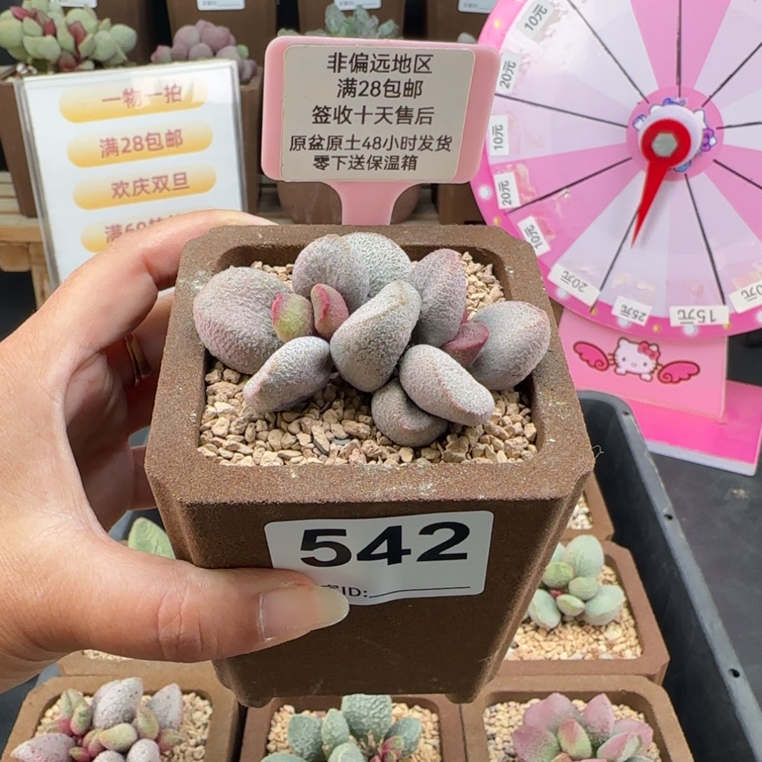 542甜心多肉的植物