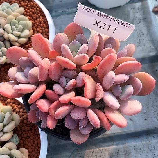 我是第一百个为妖姬为妖应援的阴阳师