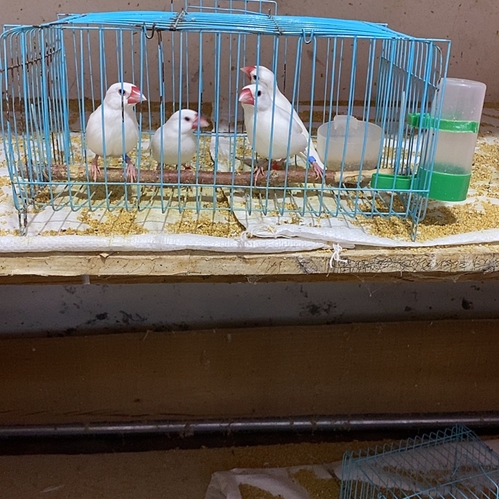 文鸟志*特价白文两对