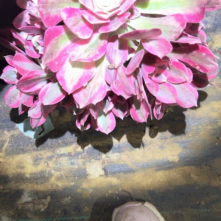 声****）粉女郎多肉一物一拍41