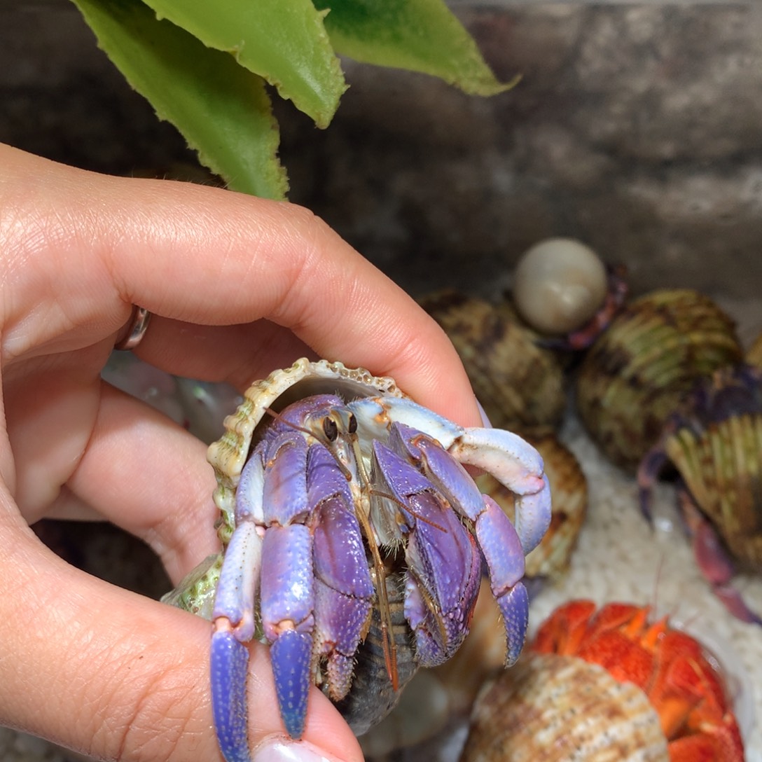 2.4 寄居蟹出售，不退不换3号