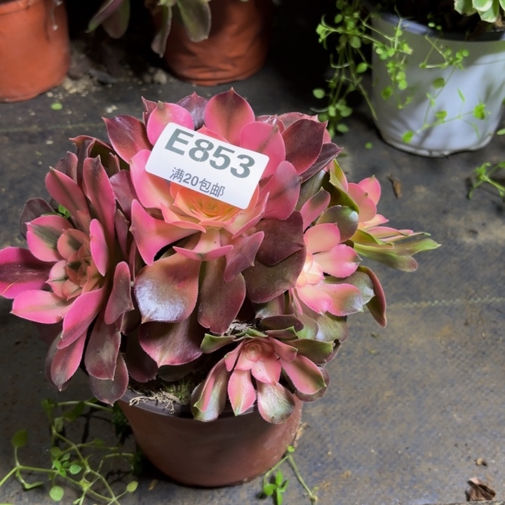 瑞妈，，，，，，853香妃，