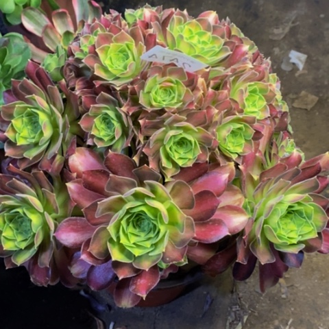 韶华多肉植物2474