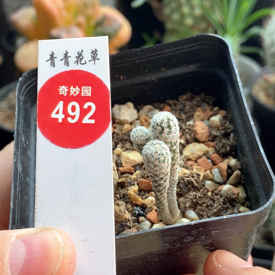 实生三头赤花美针玉群一颗仙人球
