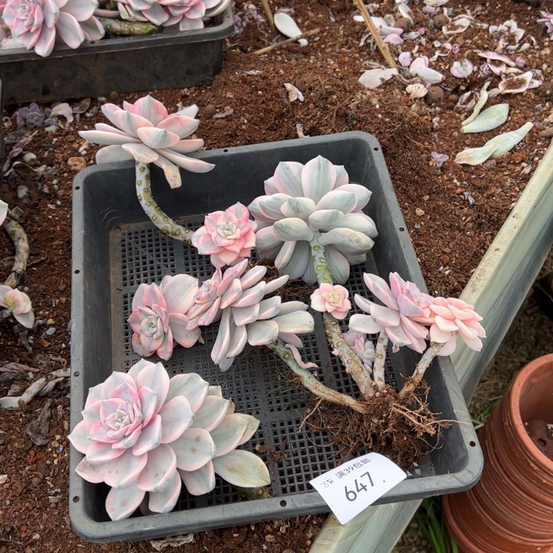 647紫乐锦老桩多肉植物