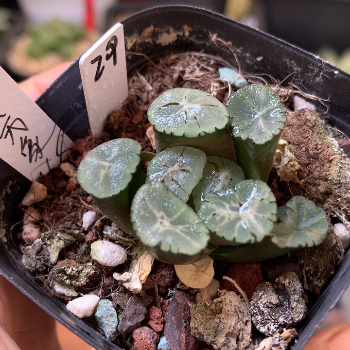 紫万象带盆土发货