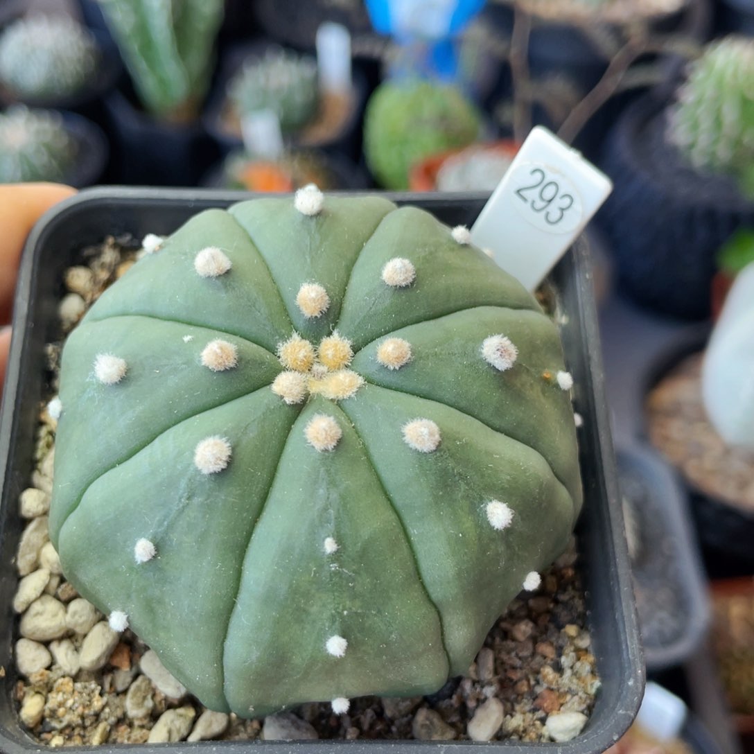 仙人球满28包邮盆5公分指纹海星5.8公分