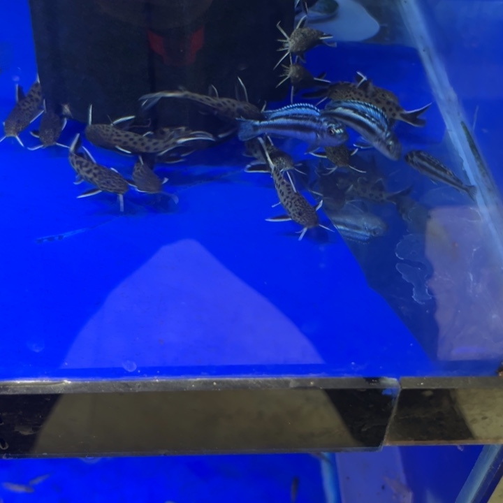 海水鱼三湖慈鲷，热带淡水鱼