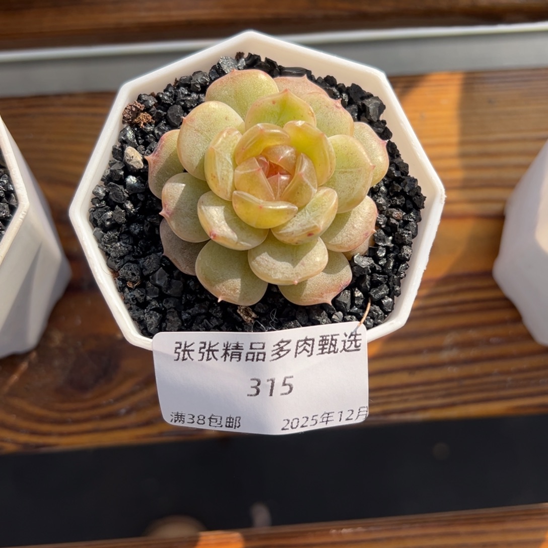 张张精品多肉甄选315