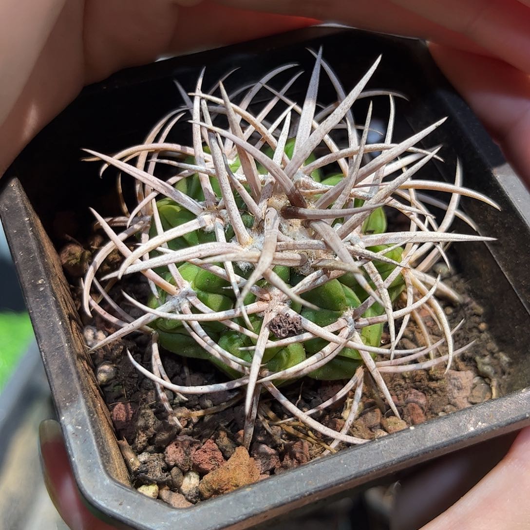 5.5cm实生控养粗刺碧岩玉