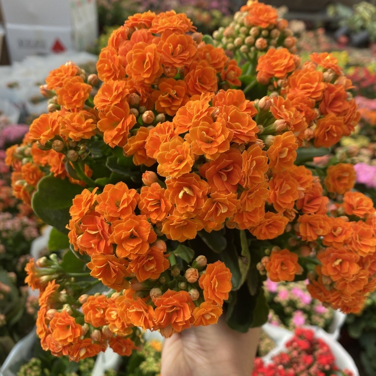 【安妮斯】重瓣大花长寿花带花苞原盆原土好养四季茶室开花