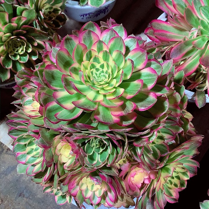 海王捧花，多肉植物