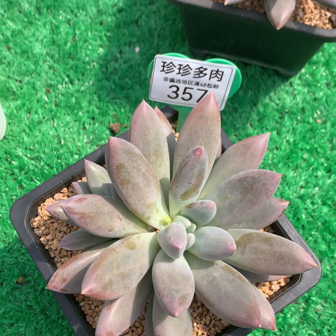 哥特萝莉单头胖体带仔357