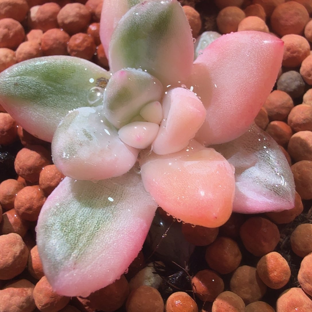 香水锦，多肉植物