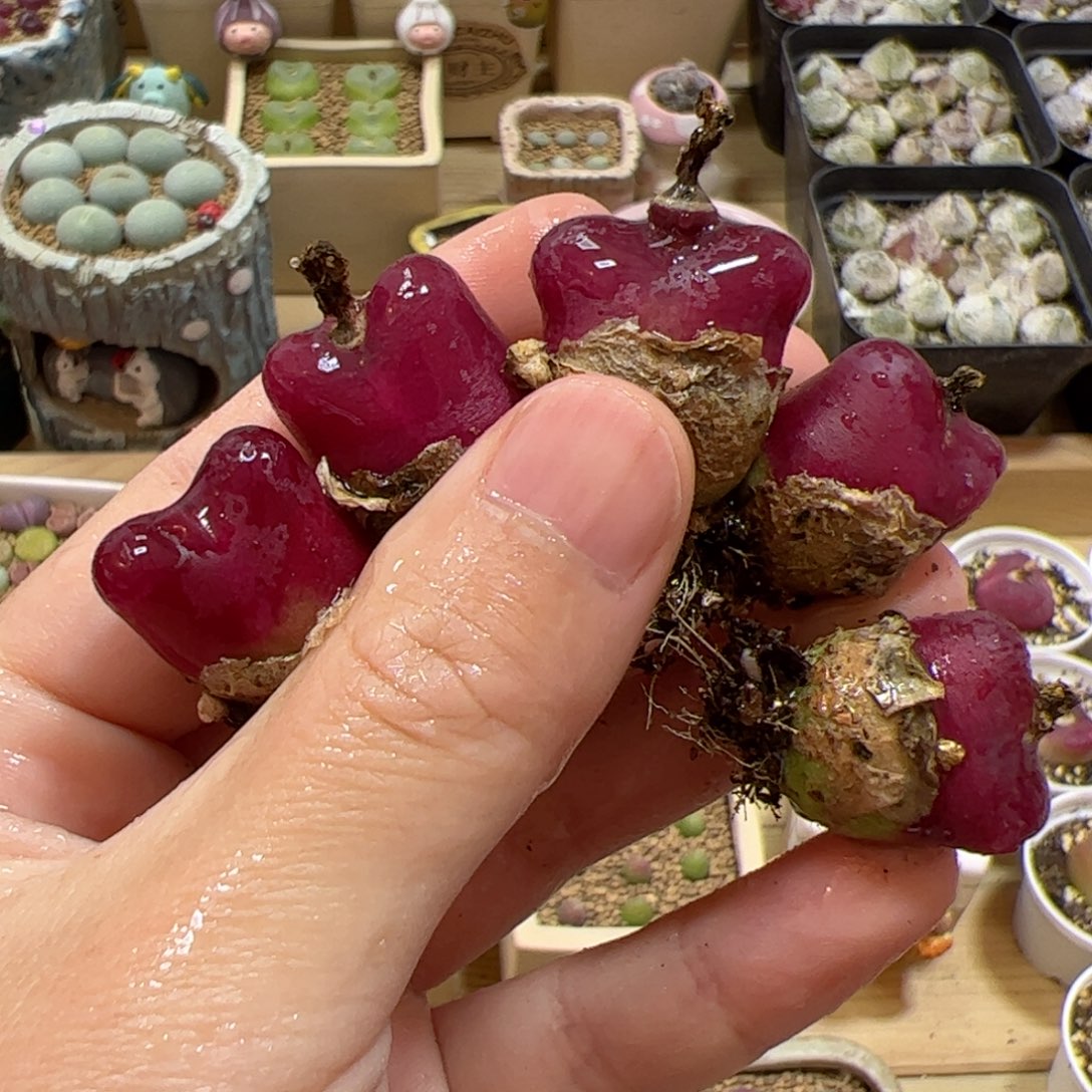 【闪购商品】258 车厘子5颗