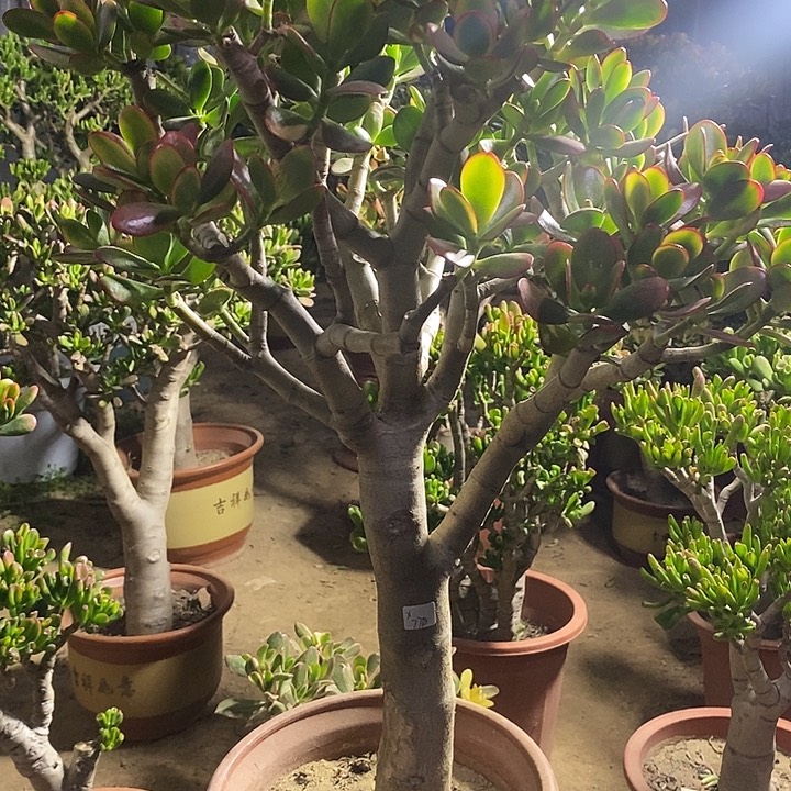 Ⅹ****n260黄金花月一物一拍