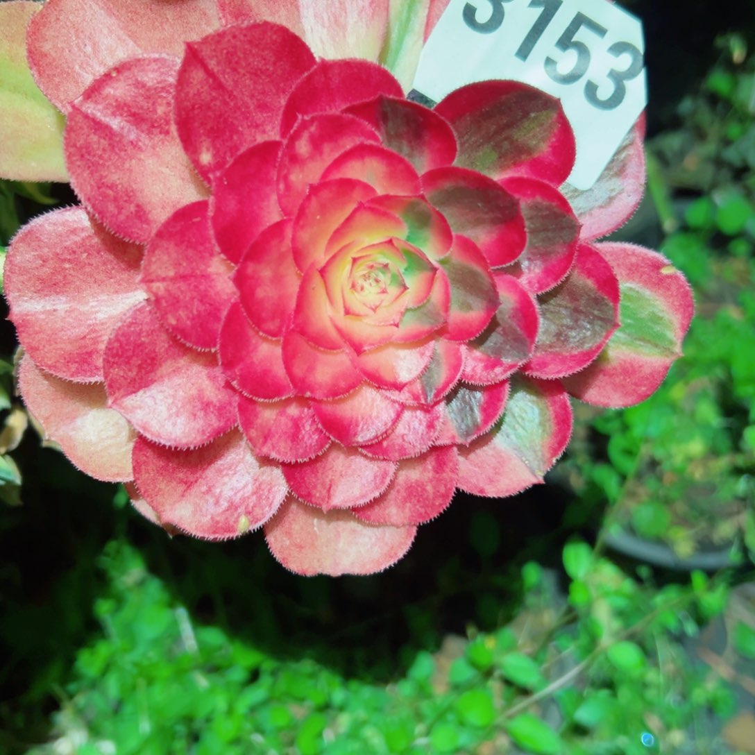 我3153 号多肉法师新年福利