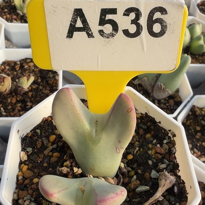 小***子536mmmnnjjnjjjjhhn