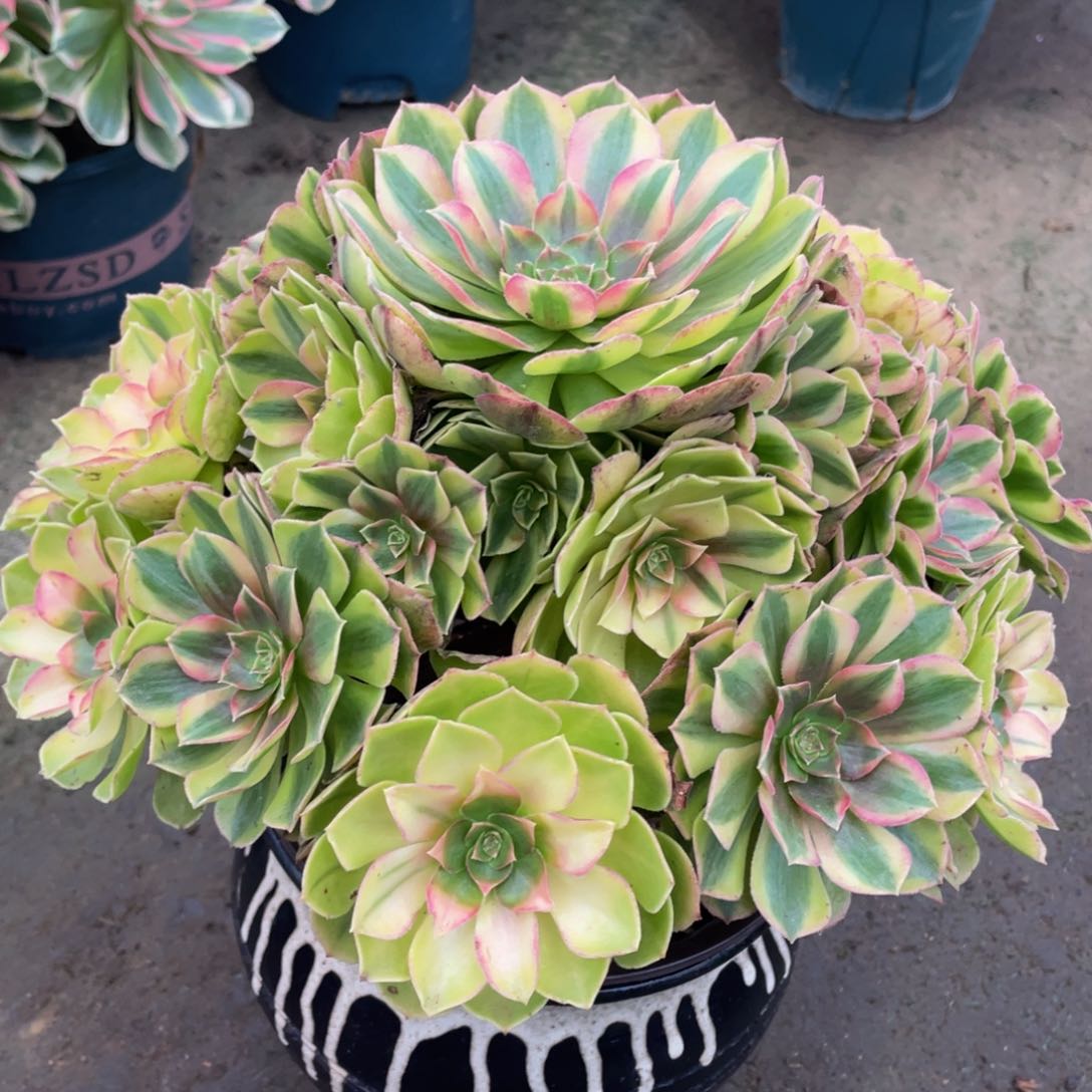 319雨合精品法师老桩