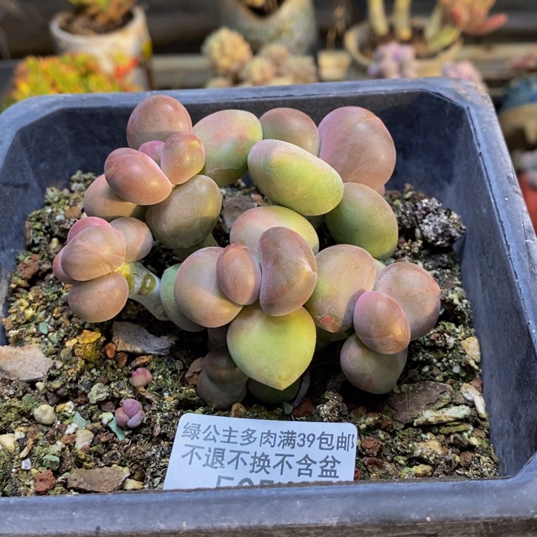 054芒果奶多肉二代8cm