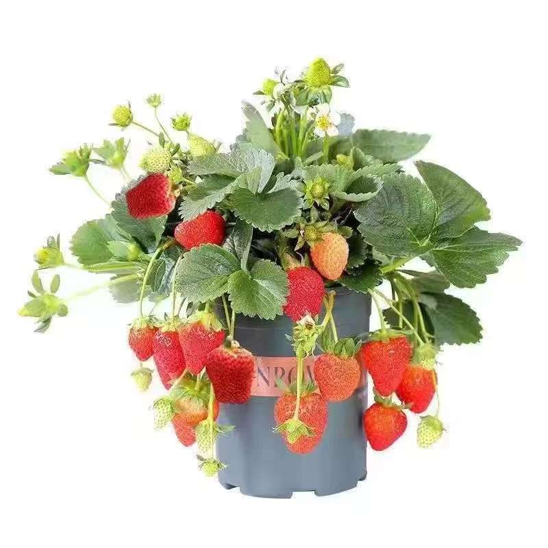 草莓苗【带花带果]红颜奶油草莓苗盆栽带盆带土阳台种植新手