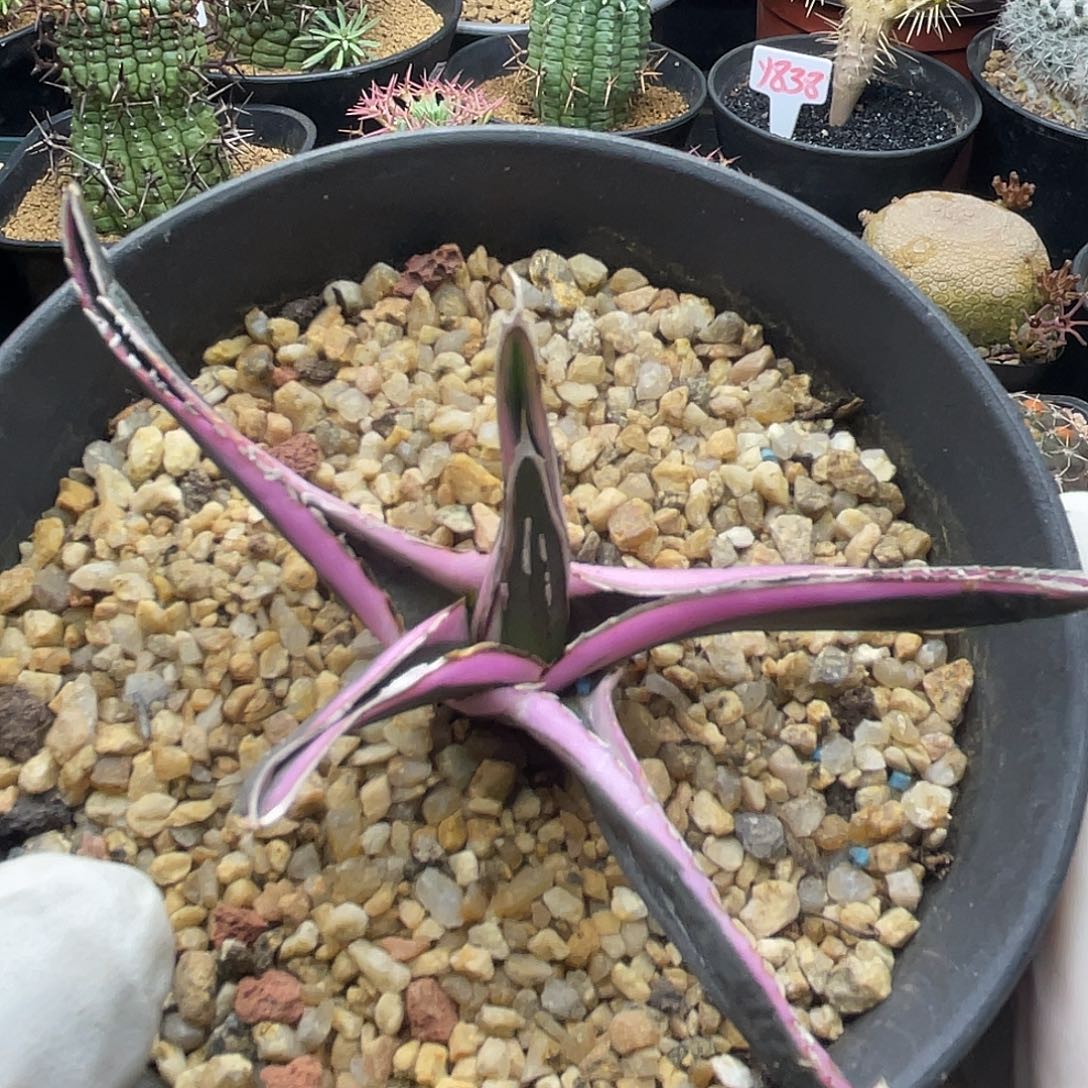 龙舌兰彩虹冰山仙人球多肉