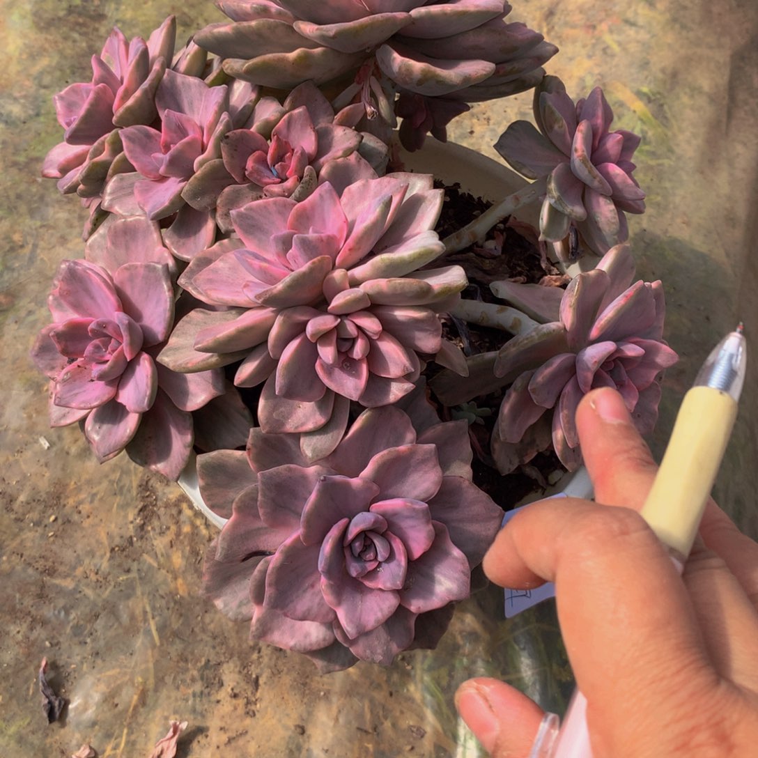 呵***呵彩虹糖景多肉植物