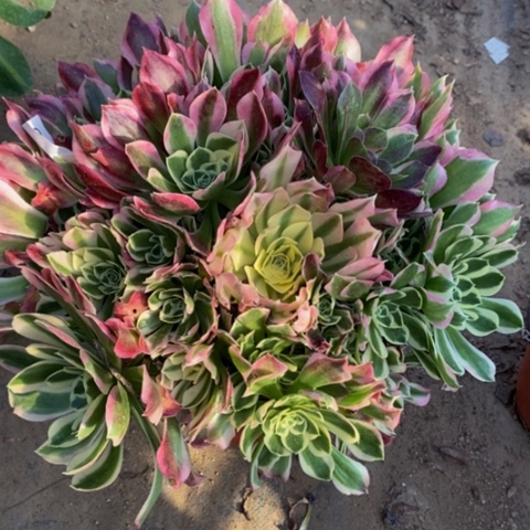 白凤多肉植物5316