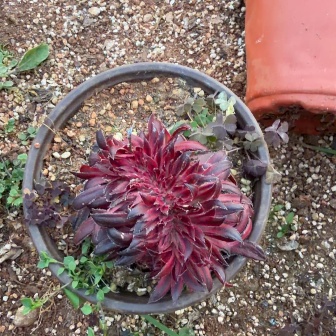 朱雀缀多肉植物法师